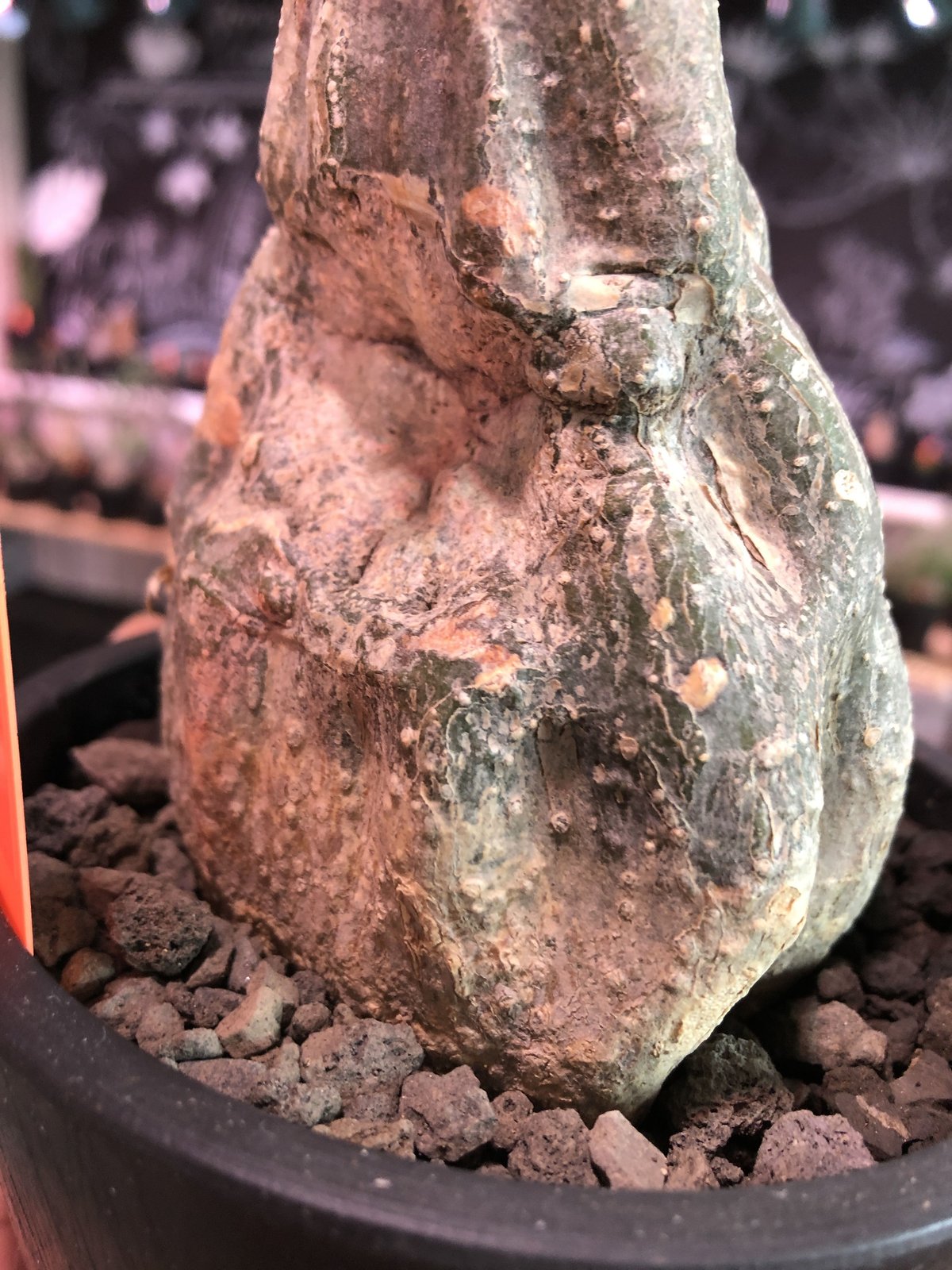 momordica rostrata《大きめS size》※ロストラータらしい装いの