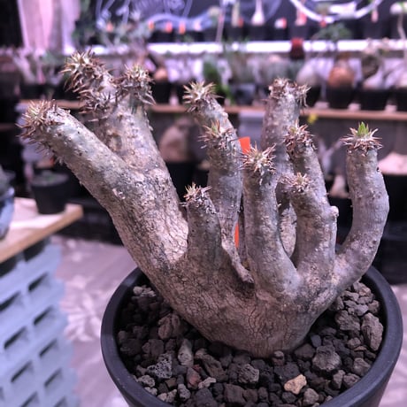 packypodium brevicalyx《大きめS size》激希少‼︎※現地球発根済株※流通しない山獲りモノ！枝のみ展開する樹形‼︎カリックスらしさ感じる激レア株※mad black pot植え