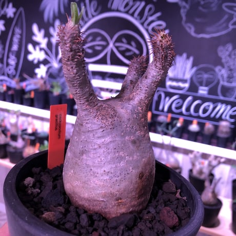 packypodium  gracilius 美株 《M size》  現地球  発根済み株   mad black pot植え（限定①株）