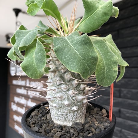 pachypodium namaquanum 光堂《大きめL size》littmon seed🌱※中々見かけないはずのサイズ感と美しい極白肌が堪らない一株※mad black pot植え
