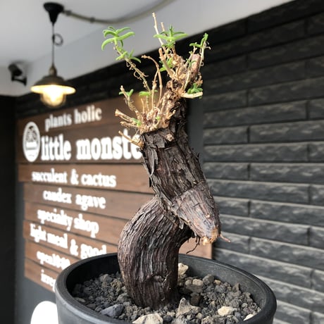 mestoklema tuberosum《大きめM size》※現地球発根後店主国内管理5年株※味深き表皮にバランス良く絶妙な捻くれ樹形の冬動く希少灌木※mad black pot植え