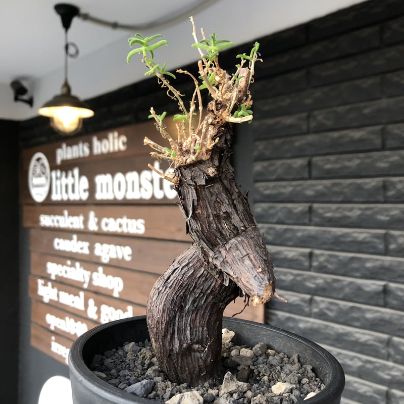 希少メストクレマツベローサム発根済 メストクレマツベローサム | STORES