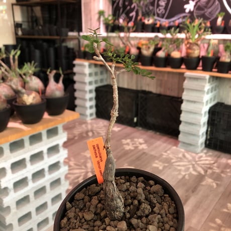 opercullicarya  packypus   littmon  seed🌱 《5年株》幹、パワータンク共にしっかり育ち、balanceも良きパキプス※mad black bowl pot植え