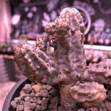 euphorbia  neobosseri《M size》※キモ可愛い装いへと年々ボコボコと子吹き増殖する渋い一株‼︎※mad black pot植え