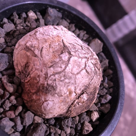 stephania venosa 《小さめM size》※現地球発根済株※恐竜の🥚卵みたくひび割れた味深き表皮にかわいいツル型の葉を展開‼︎※mad black pot植え