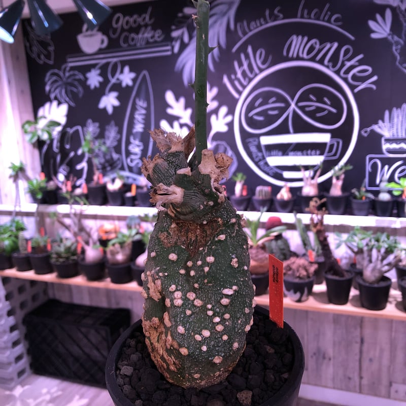 ktmボタニカル様用　特大　発根済み　アボニア fit=scale-down,w=1200