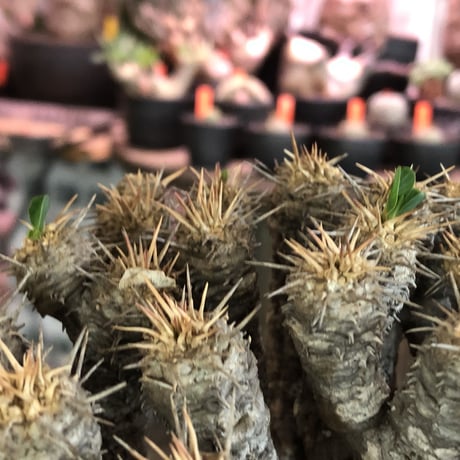 euphorbia    guillauminiana《L  size》※現地球発根済株※幹が太めで荒い肌質&細枝で枝振り激しきwildギラウミ‼︎last一株※mad black pot植え
