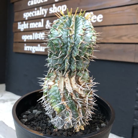 euphorbia    horrida《M size》発根済み株‼︎