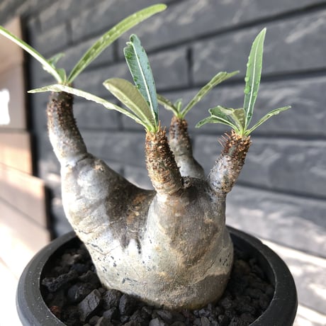 pachypodium gracilius《大きめS size》※現地球発根後店主国内管理3年株※短枝の上、岩肌なあたって育った想像ができる味深き凹みを持つ一株※mad black pot植え