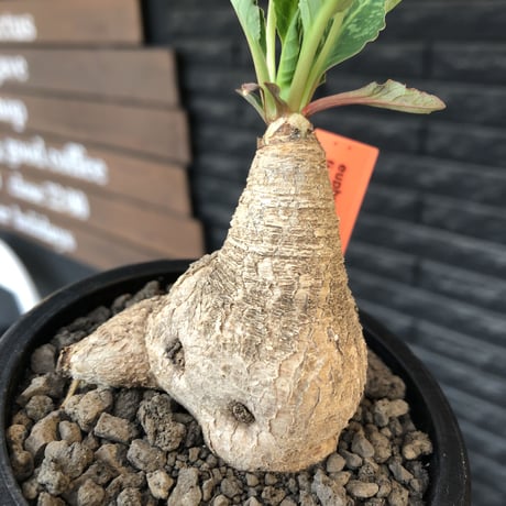 euphorbia  fishbone《 大きめM size》※現地球株発根済※激希少‼︎流通少なきフィッシュボーン※mad black pot植え