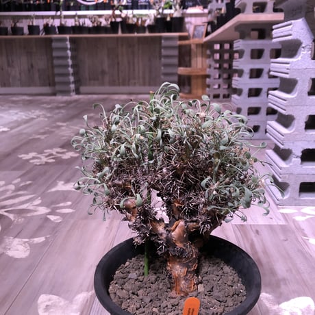 othonna  euphorbioides（L size）