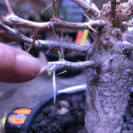 fouquieria    columnaris 観峰玉 《L size》mad  black  marble   bowl  pot  植え　※店主管理6年株