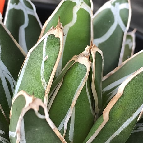 agave  笹の雪《大きめM size》※現地球発根後店主国内管理2年株※締まり良きbalanceも美しいbest size※blackプラ鉢植え