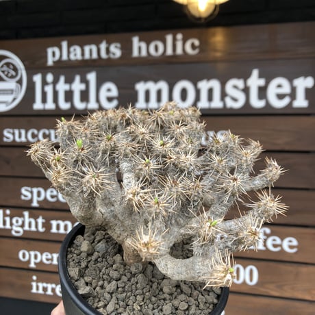 euphorbia  guillauminiana《L size》※現地球発根済株※店主国内管理4年株※溶岩質の土壌育ちの現地球株らしい表皮＆大変密な枝振り株※mad black pot植え