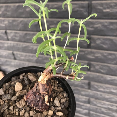 mestoklema  tuberosum《S S size》※現地球発根済株※希少‼︎流通なき小振りサイズ&weight低く良樹形‼︎威勢よく芽吹き成長中※mad black pot植え