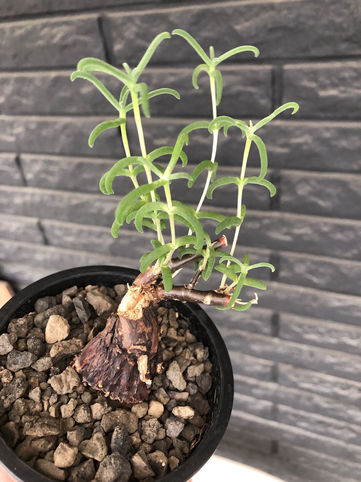 希少メストクレマツベローサム発根済 mestoklema tuberosum《S S size》※現地球発根済株※希少‼︎流通な