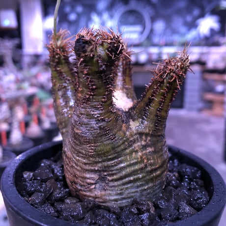 pachypodium  gracilius《大きめS size》希少green肌ぼってり樹形※現地球発根済株※店主国内管理2年株※weight＆枝振り良き将来有望株※mad black pot植え
