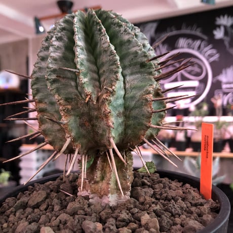 euphorbia    horrida《大きめM size》※現地球発根済株※大変木質化も進む強刺で刺々しさ半端なき子吹き株※mad black pot植え　※限定2株