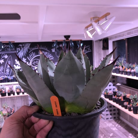 agave    parryi（L  size）インスタグラム掲載株‼︎