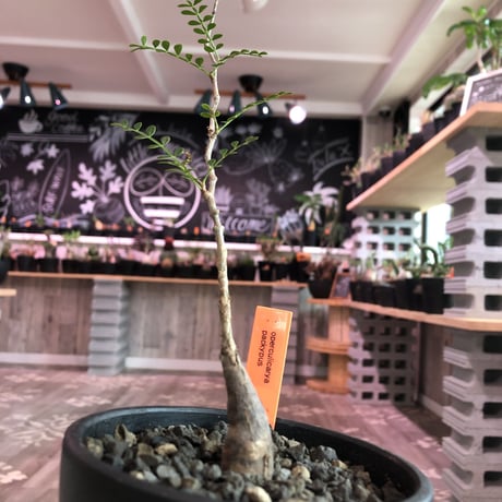 opercullicarya   packypus  littmon  seed🌱 《4年半株》※mad black  bowl  pot植え （限定5株）