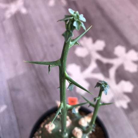 adenia   globosa《M  size》