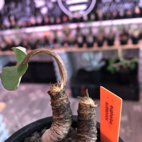 euphorbia subapoda《M size》※個体差として大変美肌なスバポダ‼︎唸り枝で大変一味ある可愛い一株‼︎※mad  black pot植え