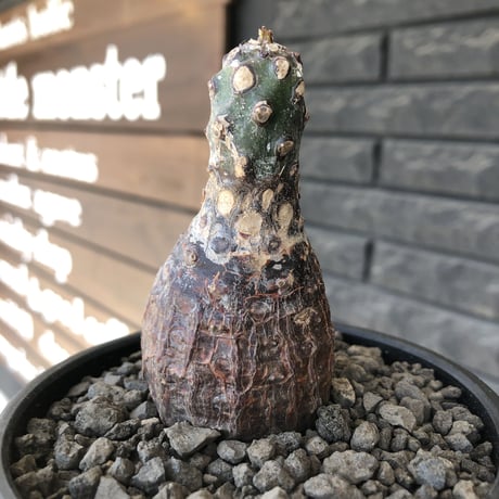 euphorbia  pachypodioides《大きめS size 》※現地球発根後店主国内管理3年株※ボコボコ肌まん丸球体樹形‼︎大変人気者な球体株※mad black bowl pot植え