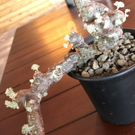 sarcocaulon   multifidum  《size  L》