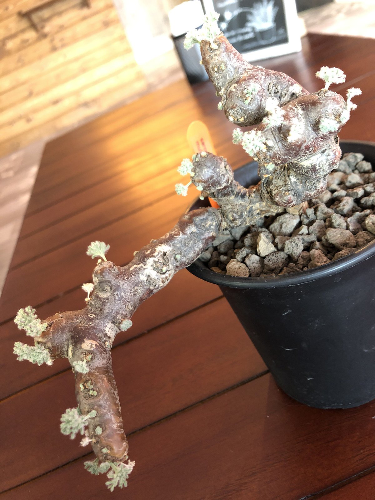 sarcocaulon multifidum 《size L》 | plants ho sarcocaulon multifidum 《size L》 | plants ho