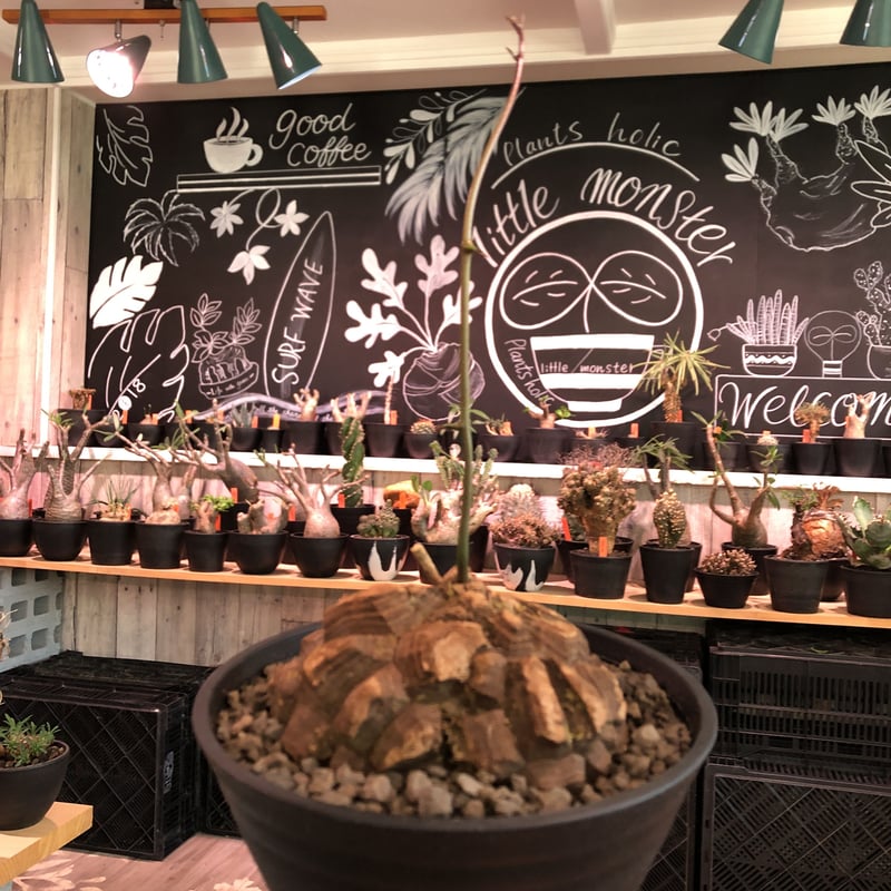 dioscorea macrostachya メキシコ亀甲竜《L size》※現地球らしい切