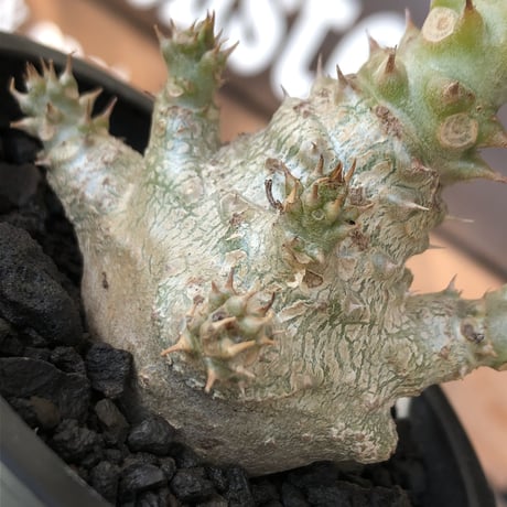 pachypodium windsorii《M size》※選抜littmon seed🌱※weight低き極ぼってり株元&枝振りも◎良樹形※mad black pot植え