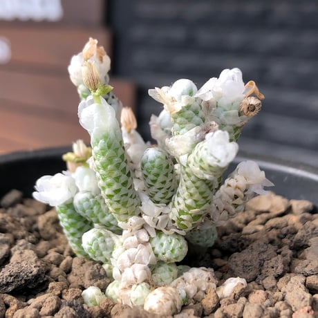 avonia recurvata ssp.buderiana《M size》希少種‼︎※現地球株発根済※肉厚で鱗の様な綺麗模様に白花を咲かせるかわいく太め塊根な一株※black pot植え