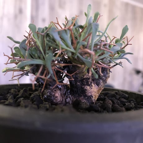 othonna   euphorbioides《S  size》mad black pot植え　※五つに分岐した枝！成熟株をミニチュアにした装い株‼︎