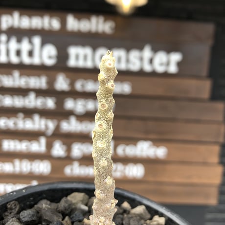 希少 dorstenia   gigas《大きめS size》littmon  seed🌱（実生株）※今季枝振りに期待できる将来有望人気者ギガス‼︎※mad black bowl pot植え