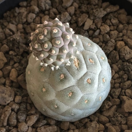 tephrocactus geometricus 《M size》※現地球株カキ仔発根済※①丸々とかわいく綺麗な玉型維持のカキ仔※black bowl pot植え