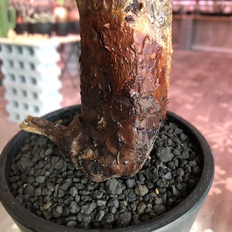 commiphora   orbicularis《 L  size》発根剪定済株※牛骨みたく極太幹幅で赤肌‼︎枝作り楽しみなbalance良き希少種‼︎※オススメ株‼︎※mad black pot植え