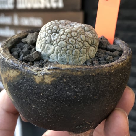 pseudolithos migiurtinus《大きめM size》驚愕‼︎激希少種※現地球発根後店主国内管理8年株※爬虫類や恐竜見たくwildな肌が堪らない‼︎※陶器浅鉢植え