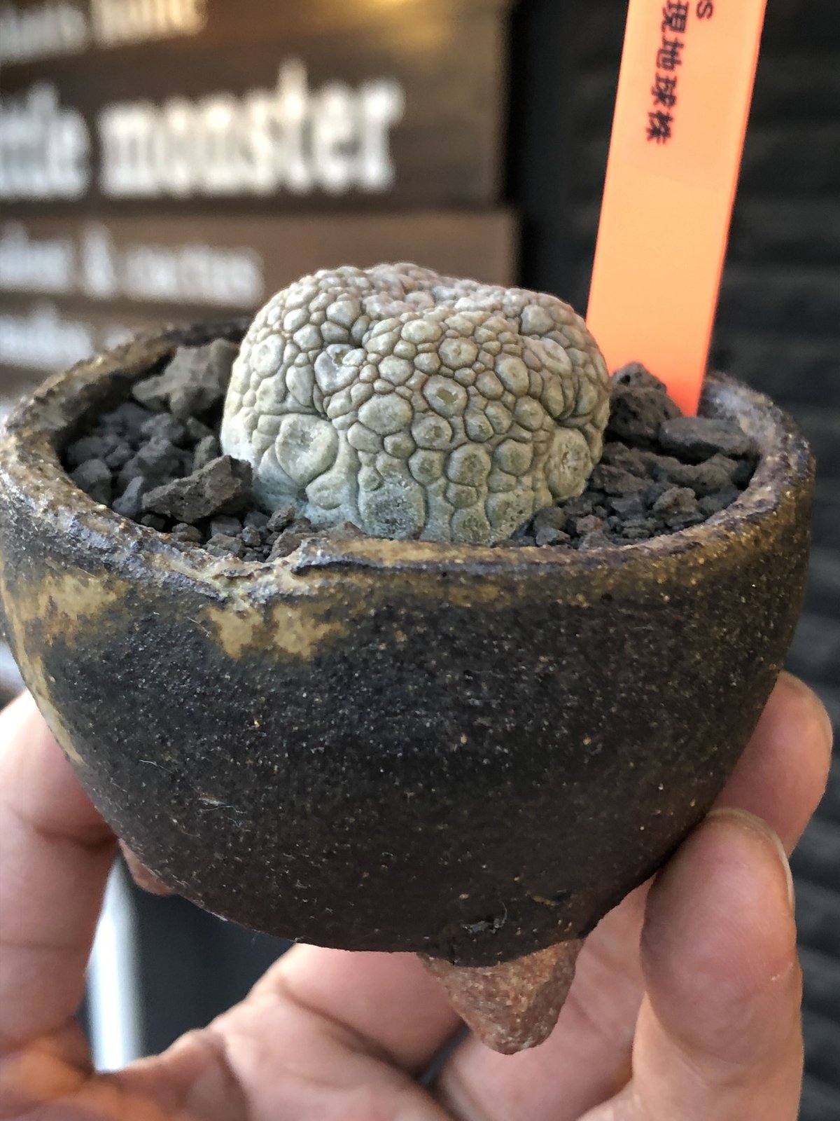 pseudolithos migiurtinus《大きめM size》驚愕‼︎激希少種※現地球...