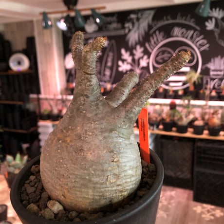 packypodium  gracilius《大きめM  size》※現地球発根済株※大変大きめぼってり球体株の上、左半面は現地焼けのあるカッコ可愛いおすすめグラキ‼︎※mad black pot植え