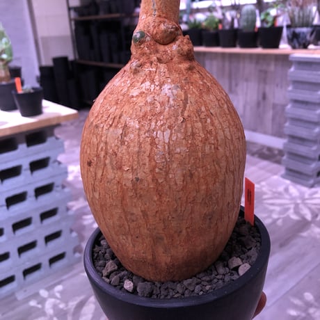 adenium   obesum《L  size》※現地球発根済株‼︎驚愕株‼︎これぞ‼︎正真正銘本物現地球オベスム‼︎ケニアフォーム‼︎※mad black bowl pot植え
