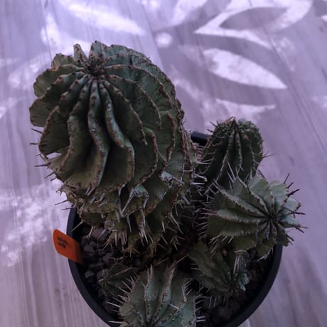 euphorbia    horrida《L  size》