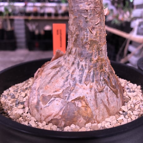 cyphostemma laza《大きめM size》※成熟株の証である表皮のメクれがありつつも大変美しい株質‼︎※限定2株