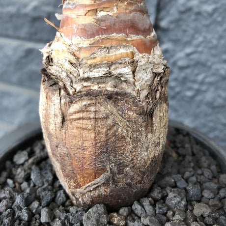boophane   disticha  《M size》black肌※手乗りsizeな良き樹形なblack肌カラーが魅力※mad black pot植え
