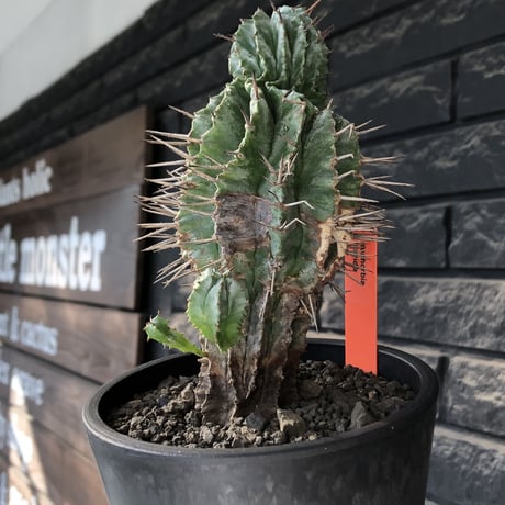 euphorbia horrida《大きめM size》子吹き株※現地球発根後店主国内管理6年株※子吹きも多くワイルドな木質化した出立ち※mad black pot植え