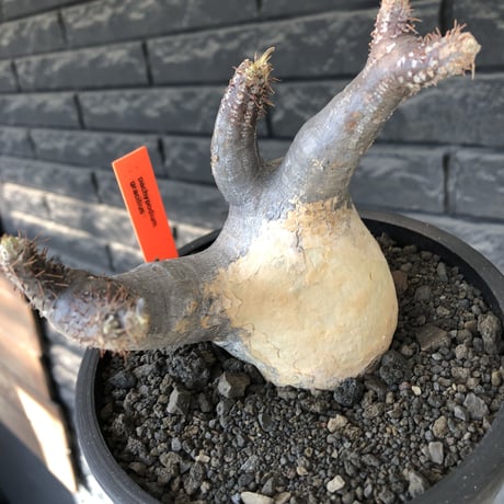 pachypodium gracilius《大きめM size》※現地球発根後店主国内管理4年株※絶妙な捻くれbalance&大きなポケットを持つトトロ樹形※mad black bowl pot植え