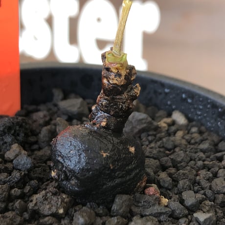 monadenium discoideum《M size 》※現地球株発根済※激希少種‼︎ツルツルブラック肌&葉とのcontrastも美しすぎる一株※mad black pot植え