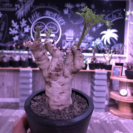 pterodiscus  luridus《M size》白肌で立体的な幹と枝‼︎かわいいです。※mad  black  pot植え
