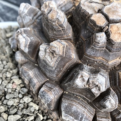 dioscorea elephantipes アフリカ亀甲竜《大きめL L size》大株※現地球発根後店主国内管理18年株※好きな方には堪らないwildすぎる出立ち※mad white 浅鉢植え