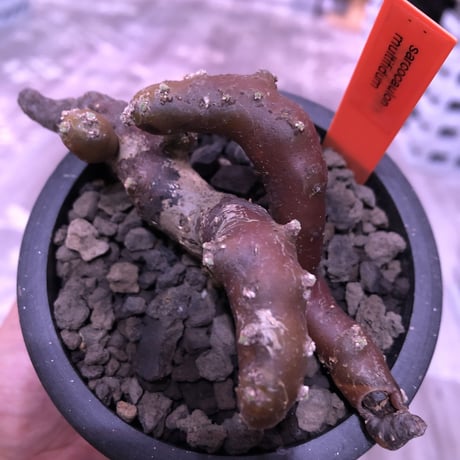 sarcocaulon   multifidum《M size》※枝ぶりbalance良き冬の人気者※mad  black  pot植え