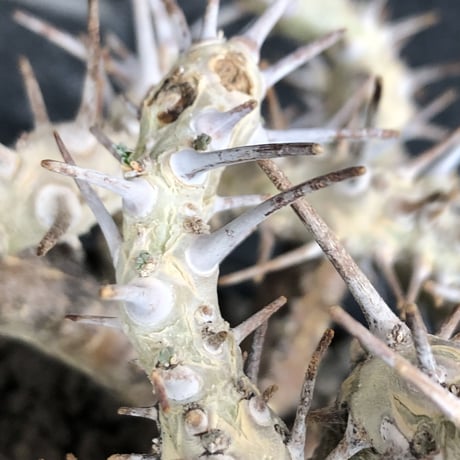 sarcocaulon crassicaule《大きめL size》※現地球発根済株※店主国内管理4年株※ヤバい枝振り鋭く赤味ある強刺に縮れ葉＆白花なwild株※mad black pot植え